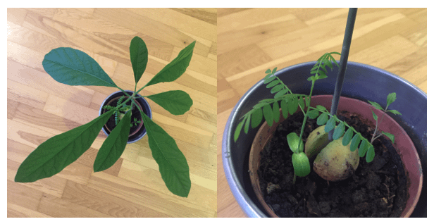 Avocado Plant + saplings
