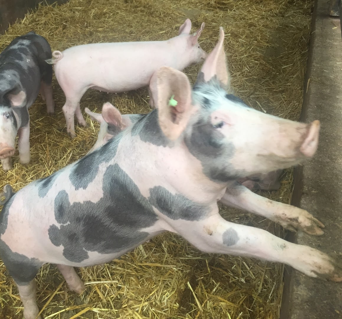 Pig