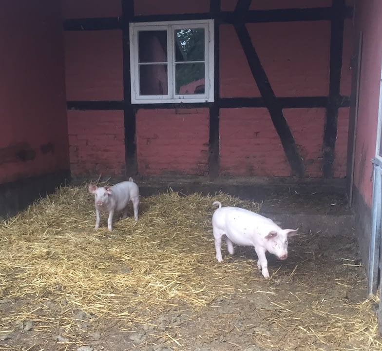 Pigshed