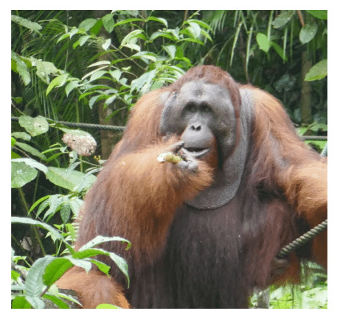 Orangutan Borneo