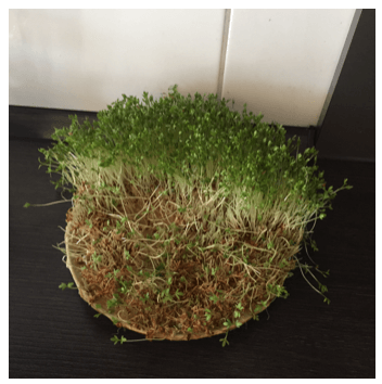 Better-Me-Green-Eco-Kitchen-Tips7
