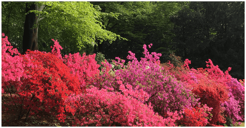 Bochum-In-Bloom