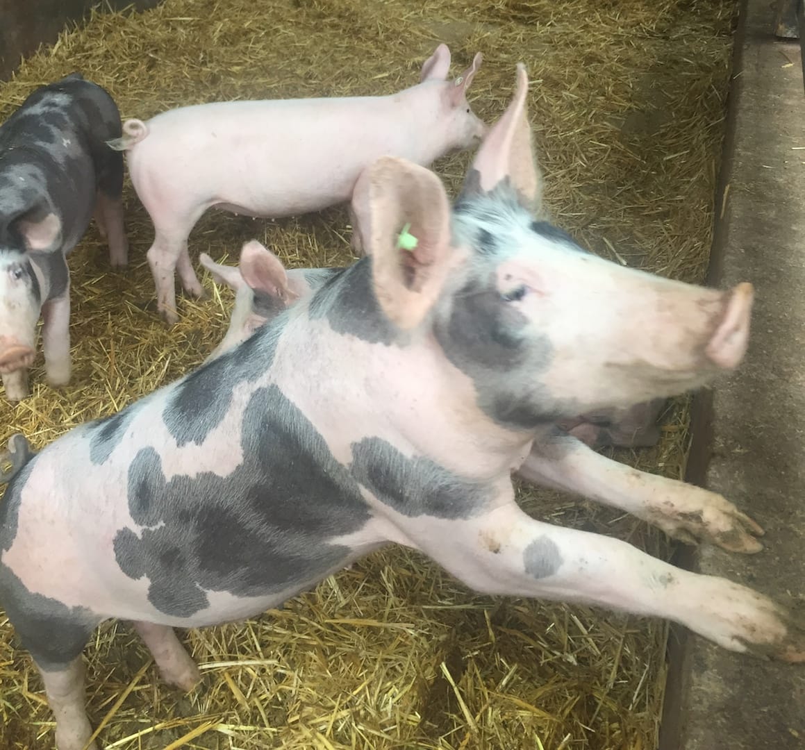 Pig